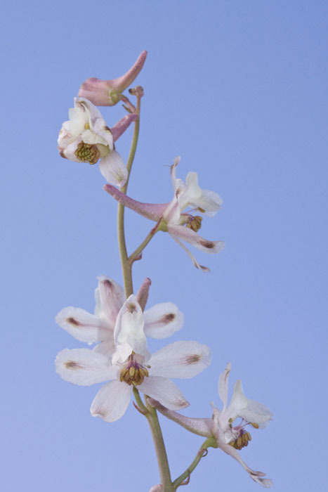 Delphinium gypsophilum