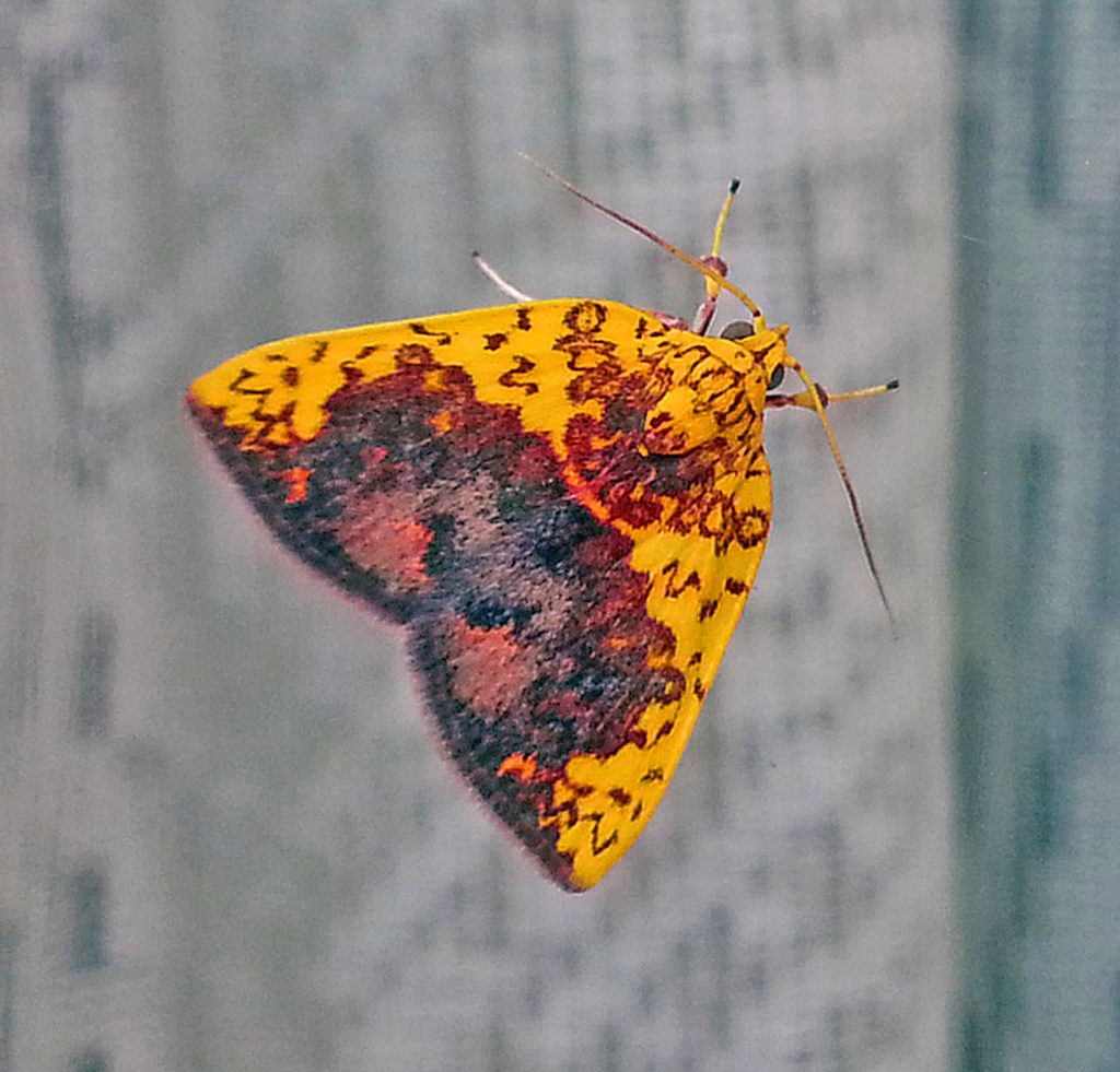 Saghosh Insect Siglophora from Upper Sichey, Gangtok, Sikkim, India on April 2, 2014 ...
