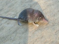 Myosorex varius