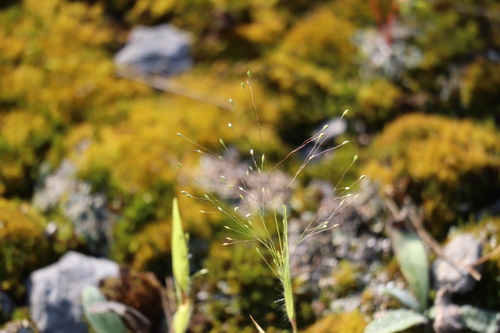 Image of Panicum philadelphicum by (c) Henry "Nick" Robertson, some rights reserved (CC BY-SA)