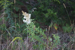 Spiraea alba alba