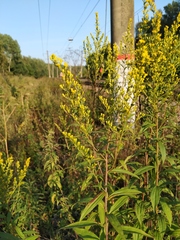 Solidago × snarskisii