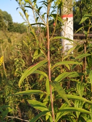 Solidago × snarskisii