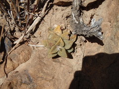 Anacampseros telephiastrum