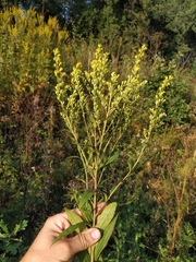Solidago × snarskisii