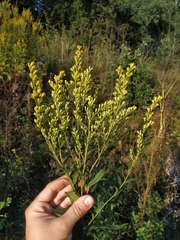 Solidago × snarskisii