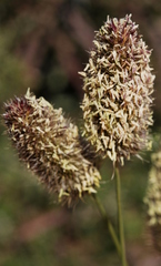 Fingerhuthia africana