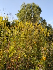 Solidago × snarskisii