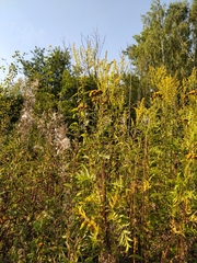 Solidago × snarskisii