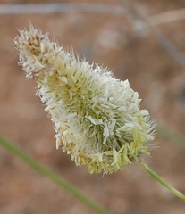 Fingerhuthia africana