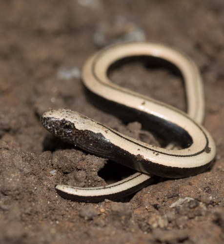Italian Slowworm