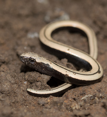 Italian Slow Worm photo 4