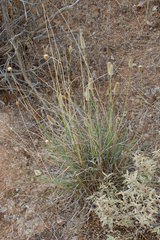 Fingerhuthia africana