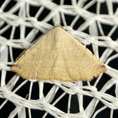 Eublemma silicula