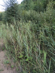 Phragmites australis altissimus