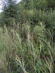 Phragmites australis altissimus