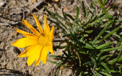 Gazania ciliaris