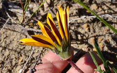 Gazania ciliaris