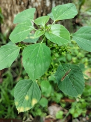 Acalypha indica