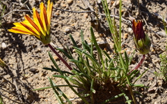 Gazania ciliaris