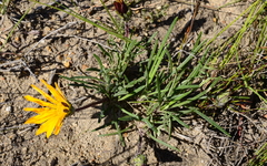 Gazania ciliaris