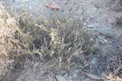 Polygala teretifolia