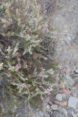 Polygala teretifolia