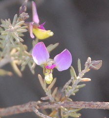 Polygala teretifolia