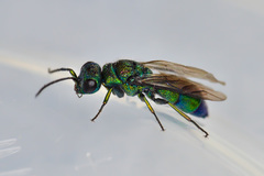 Chrysis iris