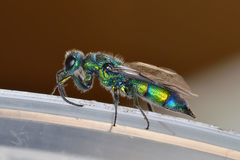 Chrysis iris