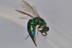 Chrysis iris