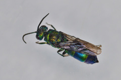 Chrysis iris