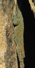 Boulton's Namib Day Gecko photo 2