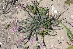 Polygala pubiflora