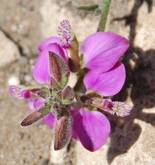 Polygala pubiflora