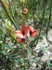 Indigofera procumbens