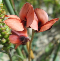 Indigofera procumbens