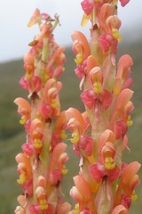 Disa chrysostachya