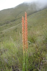 Disa chrysostachya