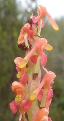 Disa chrysostachya