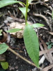 Tabernaemontana pandacaqui