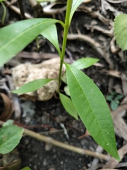 Tabernaemontana pandacaqui