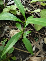 Tabernaemontana pandacaqui