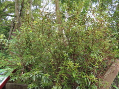 Rhododendron kanehirae