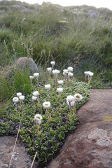 Helichrysum marginatum image