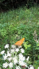 Argynnis paphia