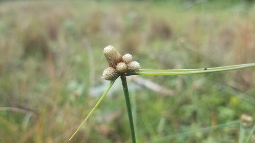 Lipocarpha chinensis image