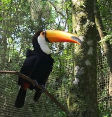 Ramphastos toco