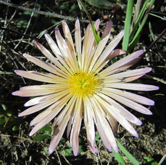 Lampranthus reptans
