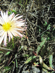 Lampranthus reptans